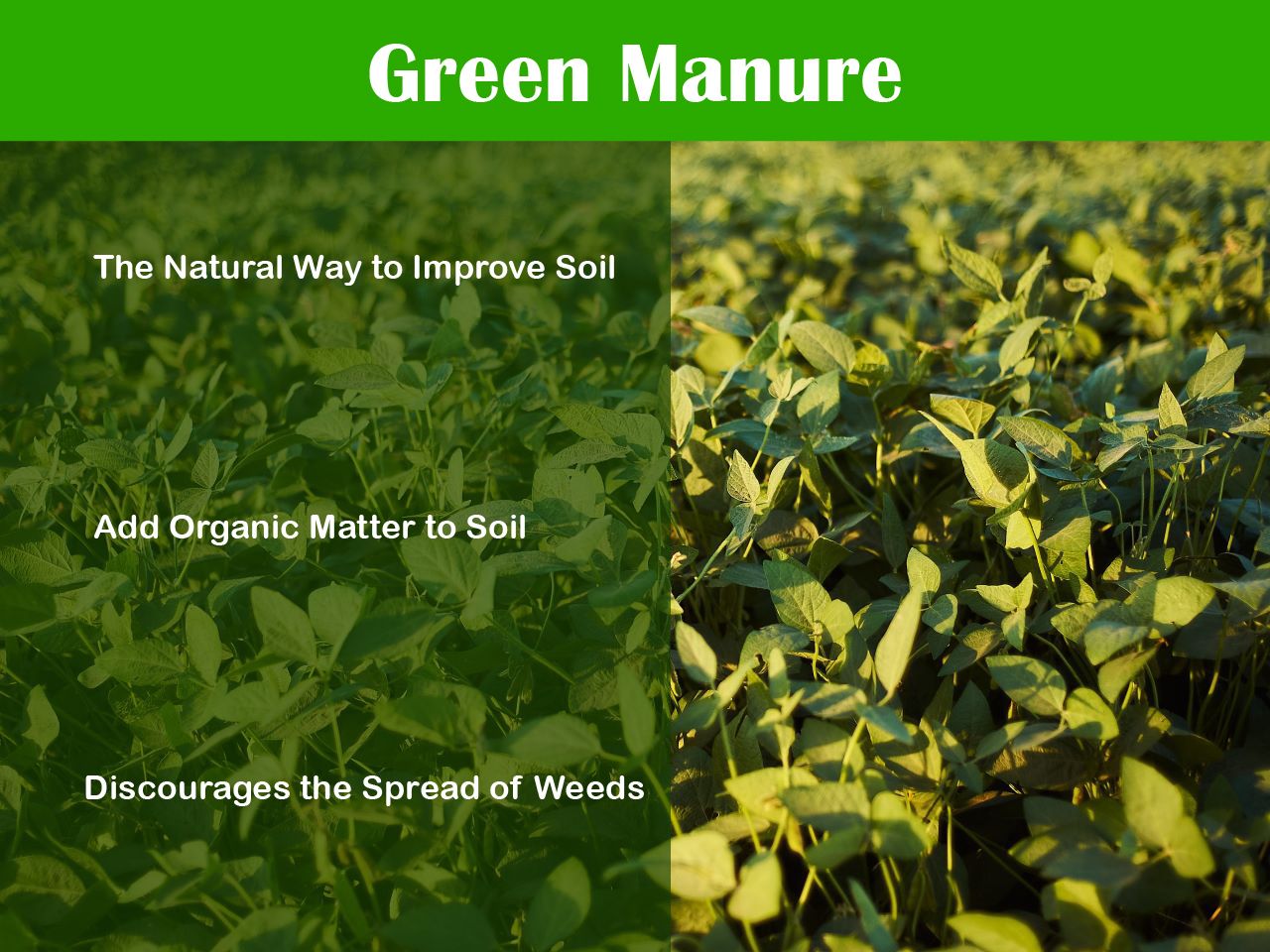 Green Menuring Why Green Manure Is a Game-Changer for Modern Farming - Agro Reality