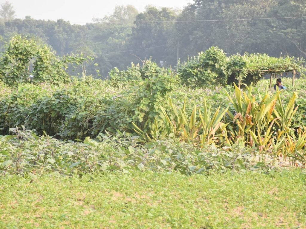 Agriculture field