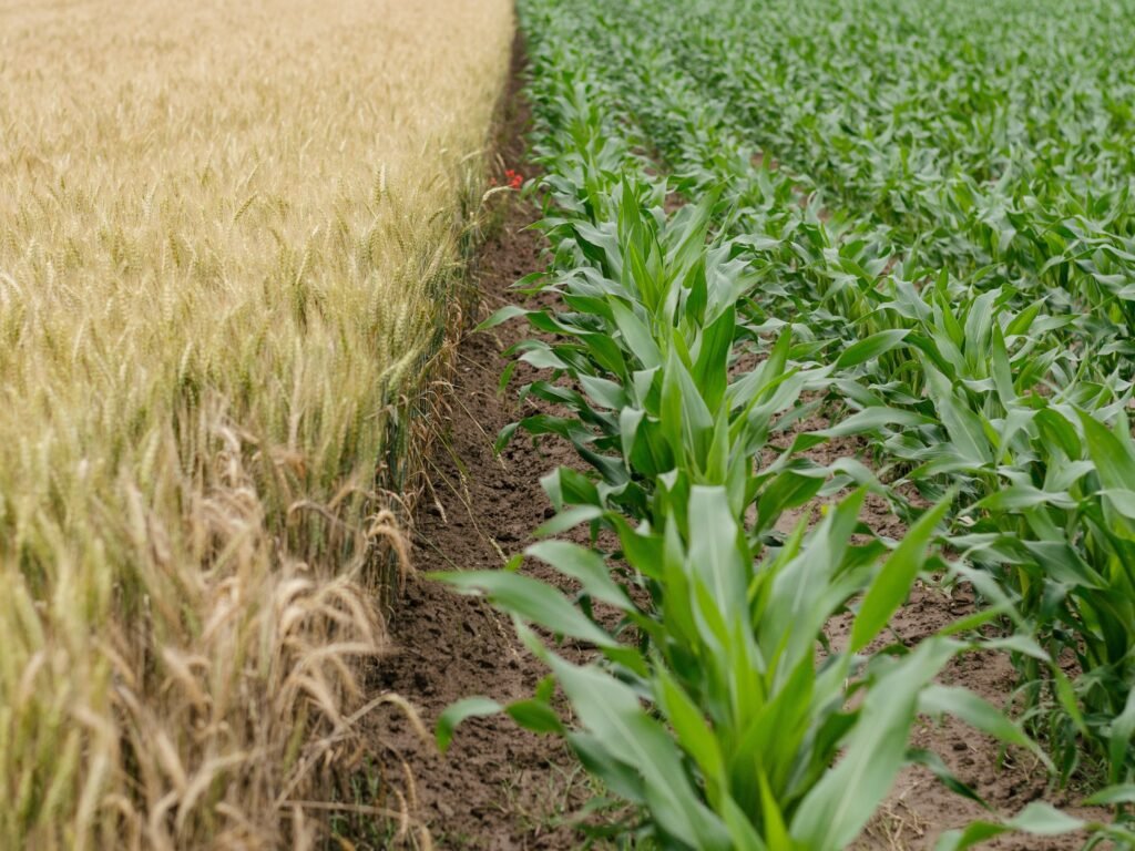 Healthy crop field