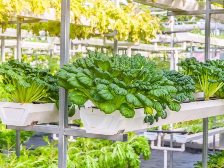 Vertical Farming