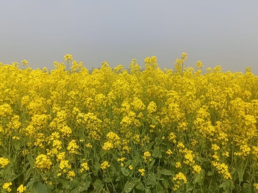Cover crop Image