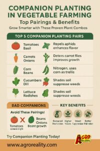 Infographic showing companion planting in vegetable farming with top vegetable pairings and benefits like pest control and higher yields