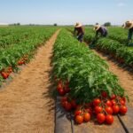Image of a large commercial tomato farm with ripe tomatoes, workers, and irrigation system.