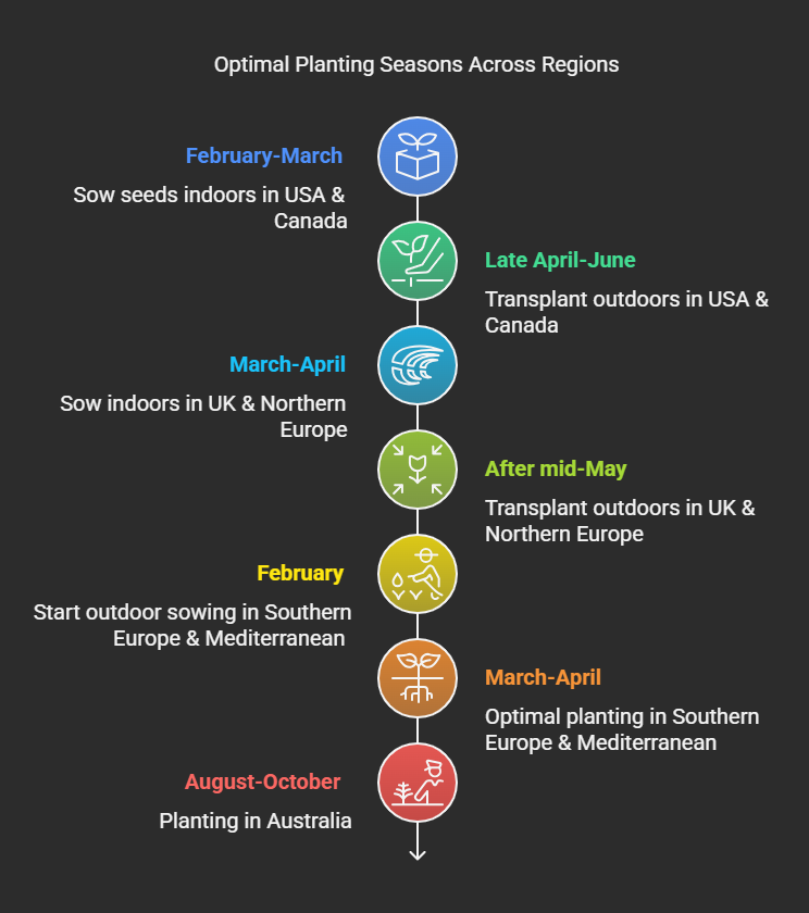 Infographic showing optimal tomato planting months for USA, UK, Europe, and Australia.