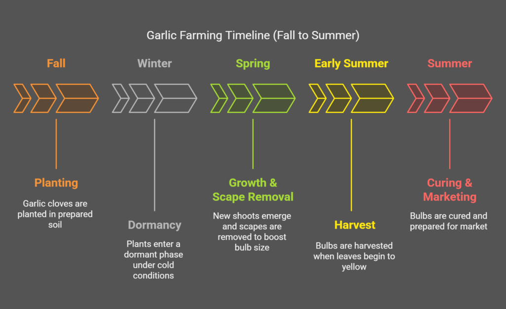Step-by-step infographic showing the garlic farming process in the USA from soil preparation to harvesting.