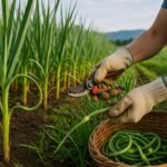 A gardener harvesting curly garlic scapes by hand on an organic farm in Oregon.