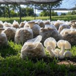 Several plastic bags filled with growing oyster mushrooms are placed on a grassy field under a shaded net, with some mushrooms sprouting out, set against a backdrop of green trees and open land, illustrating outdoor mushroom cultivation.