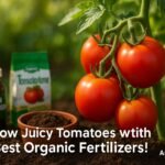 Vibrant tomato plant with ripe red tomatoes and organic fertilizer in a sunlit garden, promoting the best organic fertilizer for tomatoes in 2025.