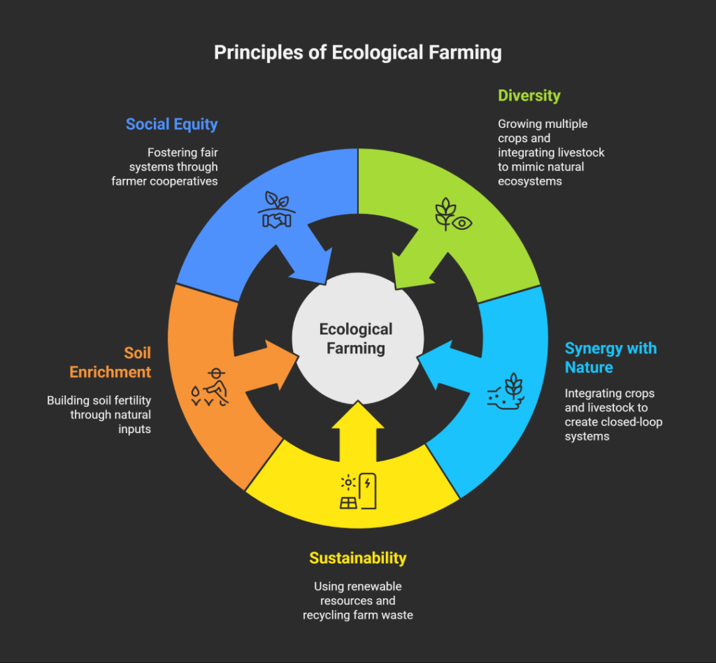 An infographic showing five key principles of ecological farming: diversity, synergy with nature, sustainability, soil enrichment, and social & economic equity.