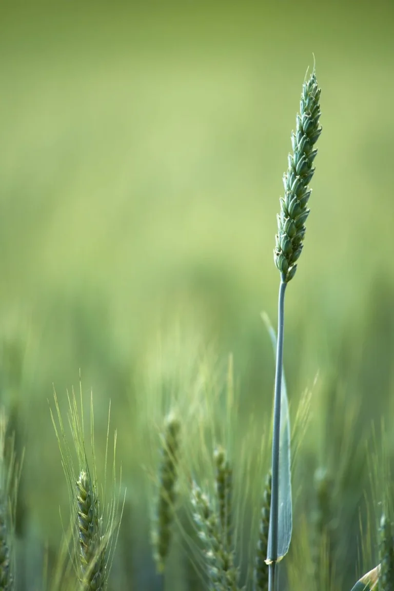 Ecofriendly white cultivation