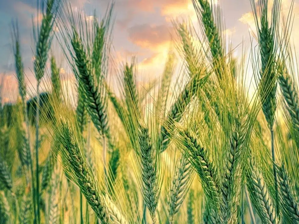 wheat spike