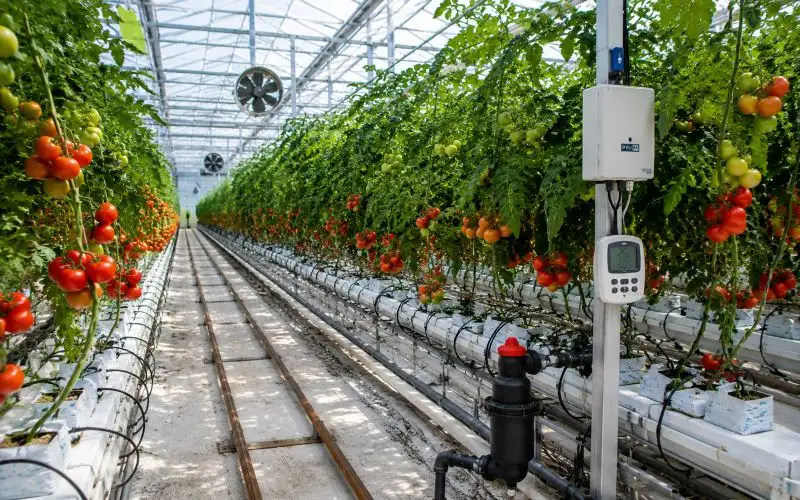 irrigation and climate control system for greenhouse tomato farming