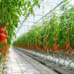 greenhouse tomato farming commercial setup with vertical tomato plants