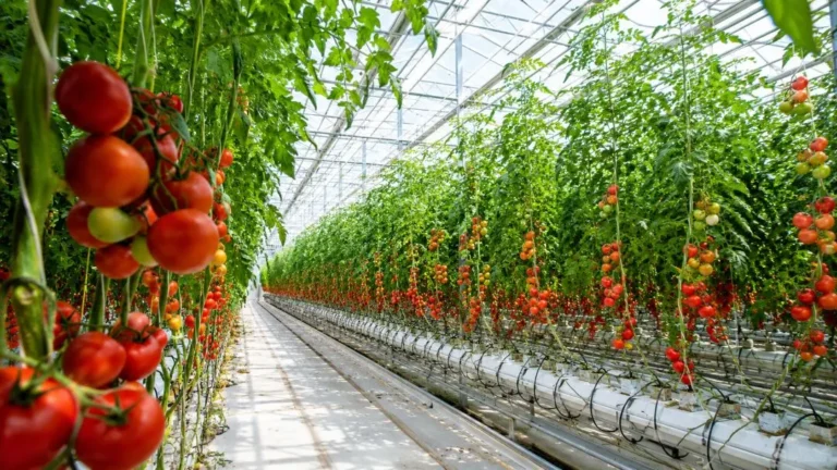 greenhouse tomato farming commercial setup with vertical tomato plants