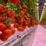 Hydroponic tomatoes growing inside a modern greenhouse farming system