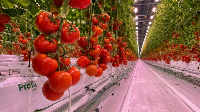 Hydroponic tomatoes growing inside a modern greenhouse farming system
